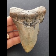 10,9 cm gray tooth of the Megalodon