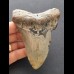 10,9 cm grauer Zahn des Megalodon
