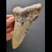 10,9 cm grauer Zahn des Megalodon