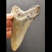 10,9 cm grauer Zahn des Megalodon