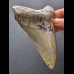 10,9 cm grauer Zahn des Megalodon