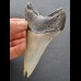 10,1 cm dolchförmiger Zahn des Megalodon