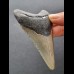 10,1 cm dolchförmiger Zahn des Megalodon