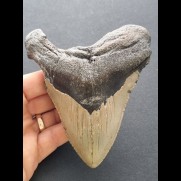 12.5 cm wide tooth fragment of Megalodon