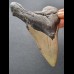 12,5 cm breites Zahnfragment des Megalodon