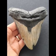 13,1cm massiver Zahn des Megalodon