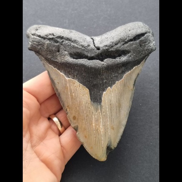 13,1cm massiver Zahn des Megalodon
