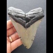 11,6 cm gray tooth of the Megalodon