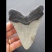 11,6 cm gray tooth of the Megalodon