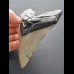 11,6 cm gray tooth of the Megalodon