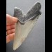 11,6 cm gray tooth of the Megalodon