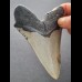 11,6 cm gray tooth of the Megalodon