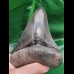 11.0 cm sharp dark tooth of Megalodon
