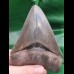 12.4 cm tooth of the Megalodon in great collector - quality