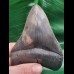 10,9 cm sharp perfect tooth of Megalodon with great bourlette