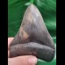 10,9 cm scharfer Zahn des Megalodon mit toller Bourlette