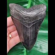 11,2 cm schwarzer guter Zahn des Megalodon 