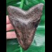 11,2 cm schwarzer guter Zahn des Megalodon 