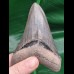 10,3cm super erhaltener Zahn des Megalodon