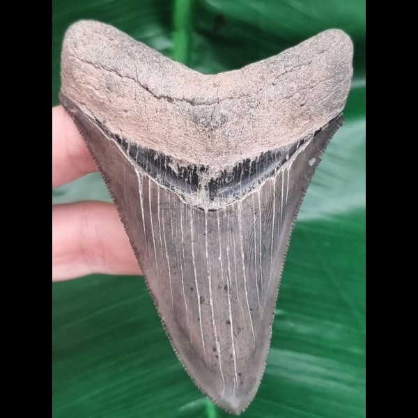 10,3cm super erhaltener Zahn des Megalodon