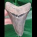 10,3cm super erhaltener Zahn des Megalodon