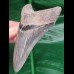 10,3cm super erhaltener Zahn des Megalodon