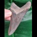 10,3cm super erhaltener Zahn des Megalodon