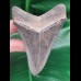 10,3cm super erhaltener Zahn des Megalodon