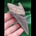 10,3cm super erhaltener Zahn des Megalodon