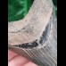 10,3cm super preserved tooth of megalodon