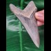 10,3cm super erhaltener Zahn des Megalodon