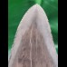 10,3cm super preserved tooth of megalodon