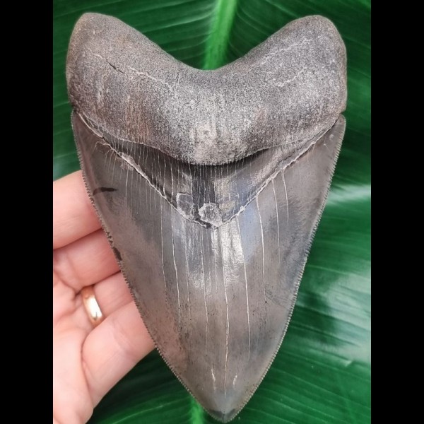 13.2 cm collector - tooth of megalodon with perfect serration