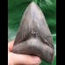 13.2 cm collector - tooth of megalodon with perfect serration