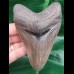 11,8 cm fantastisch erhaltener scharfer Zahn des Megalodon