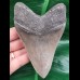 11,8 cm fantastisch erhaltener scharfer Zahn des Megalodon