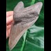 11,8 cm fantastisch erhaltener scharfer Zahn des Megalodon