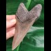 11,8 cm fantastisch erhaltener scharfer Zahn des Megalodon