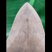 11,8 cm fantastisch erhaltener scharfer Zahn des Megalodon