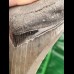 11.8 cm fantastic preserved sharp tooth of megalodon