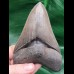 11.8 cm fantastic preserved sharp tooth of megalodon