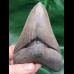 11,8 cm fantastisch erhaltener scharfer Zahn des Megalodon