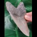11,8 cm fantastisch erhaltener scharfer Zahn des Megalodon