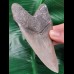 11.8 cm fantastic preserved sharp tooth of megalodon