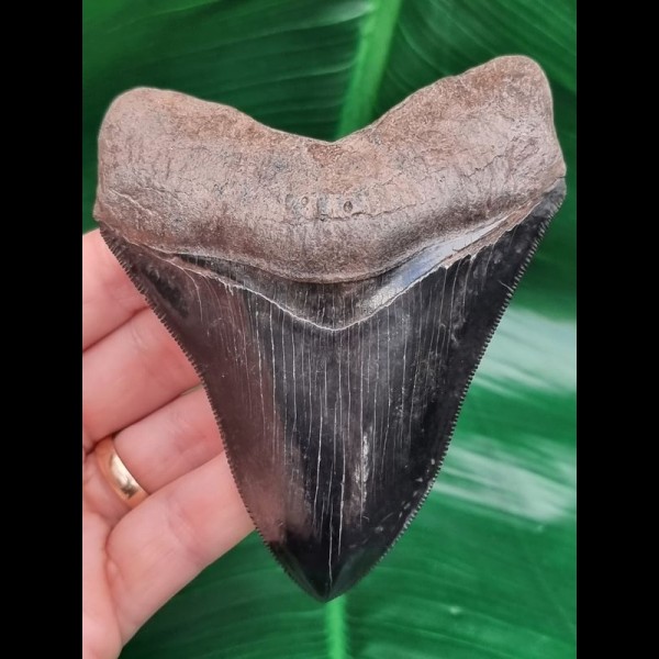 10,6 cm schwarz - brauner scharfer Sammler - Zahn des Megalodon