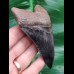 10,6 cm schwarz - brauner scharfer Sammler - Zahn des Megalodon