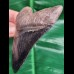 10,6 cm schwarz - brauner scharfer Sammler - Zahn des Megalodon