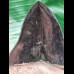 10,6 cm schwarz - brauner scharfer Sammler - Zahn des Megalodon