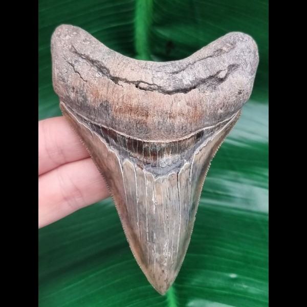 10.4 cm razor sharp lower jaw - tooth of Megalodon