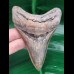 10,4 cm rasiermesserscharfer Unterkiefer - Zahn des Megalodon